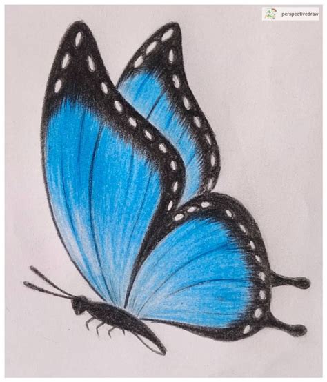 Butterfly Drawing | Step by Step