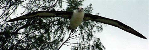 Extraordinary wingspan of Laysan Albatross Midway Island Photograph by ...