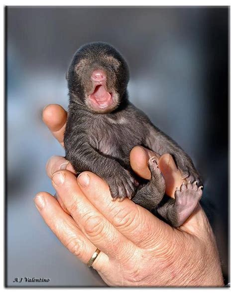 27 best Baby black bear images on Pinterest | Animal babies, Wild animals and Baby bears