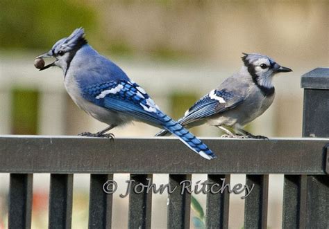 Female Blue Jay Bird