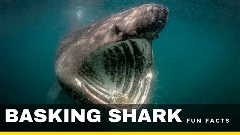 Basking Shark Facts For Kids | Kids Matttroy