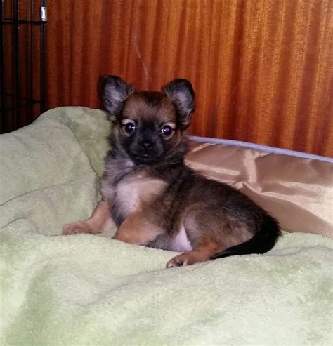 BEAUTIFUL LONG-COAT CHIHUAHUA PUPPIES 4 GIRLS ONLY ONE PUPPY LEFT ...