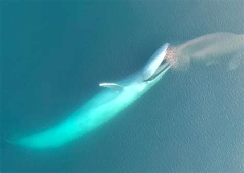 Blue whale feeding, via rare drone footage (VIDEO).