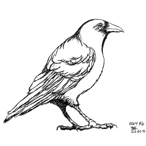 Crow Bird Drawing at GetDrawings | Free download