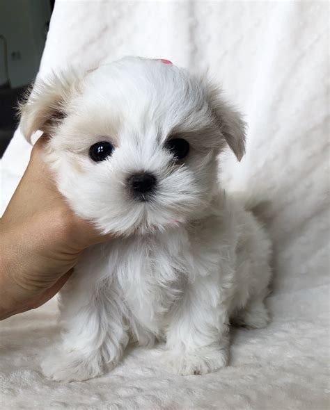 Teacup Maltese Puppy for sale! BEBE - iHeartTeacups