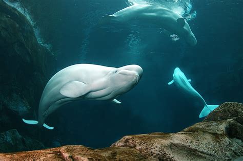 Georgia Aquarium Beluga Whale