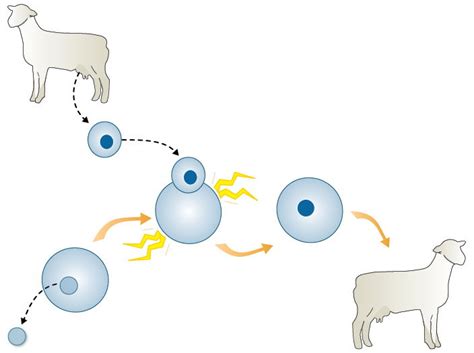 The History of Cloning