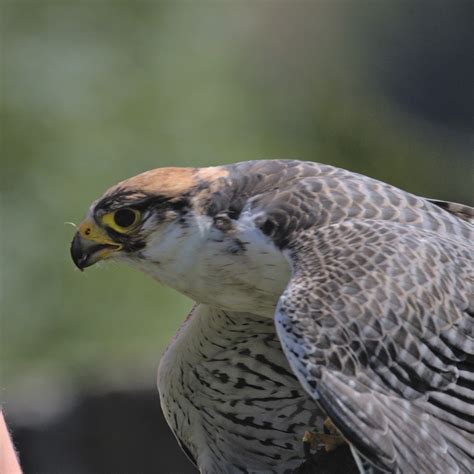 Falcon Lanner Bird - Free photo on Pixabay - Pixabay