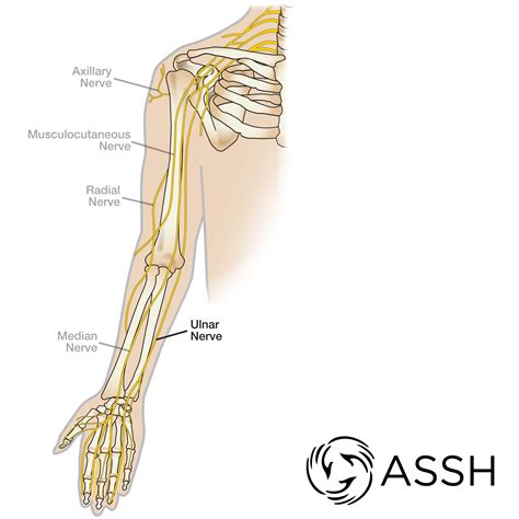 Median Nerve In Arm