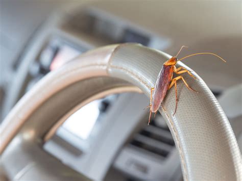 How To Control Roach Getting In A Car