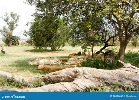 Pride Of Lions Sleeping Stock Photos - Image: 16024653