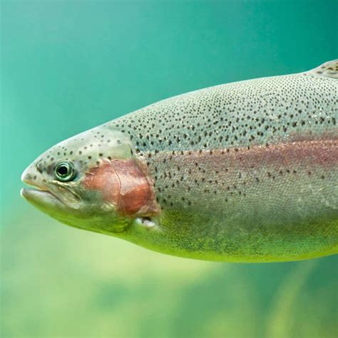 Complete Guide to Rainbow Trout Fishing in Texas (2023-24) - Best Fishing in America