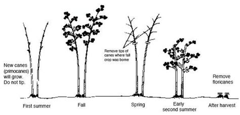 Growing Blackberries [From Planting to Pruning] | Family Food Garden