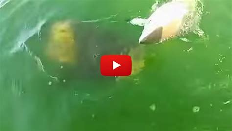 A Goliath Grouper eats 4-foot Blacktip Shark in one bite