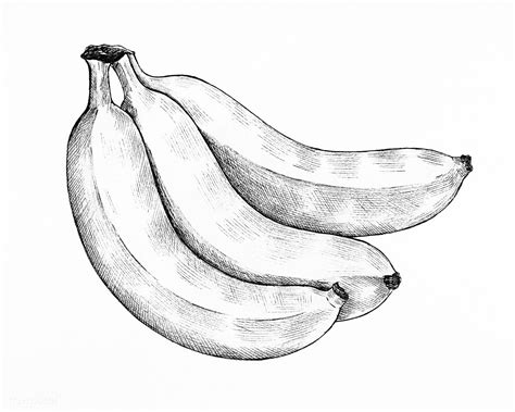 Download premium illustration of Three hand drawn fresh bananas 1200231 ...