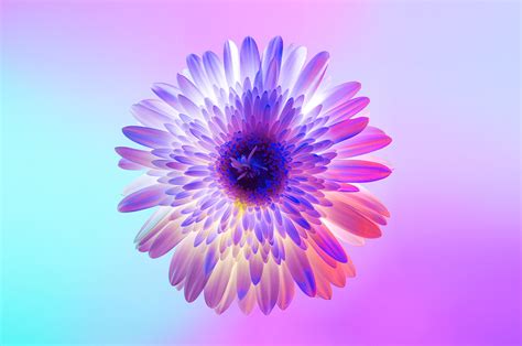 NEON FLOWERS on Behance