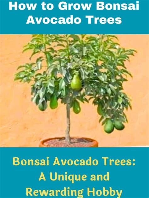 How to Grow Bonsai Avocado Trees - Agrimattic