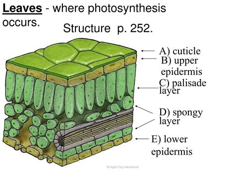 PPT - Leaves - where photosynthesis occurs. PowerPoint Presentation, free download - ID:5961954