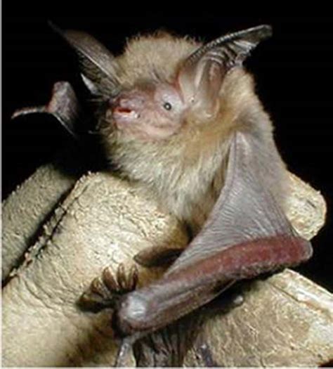 Southwestern Myotis | Myotis auriculus | Mammal