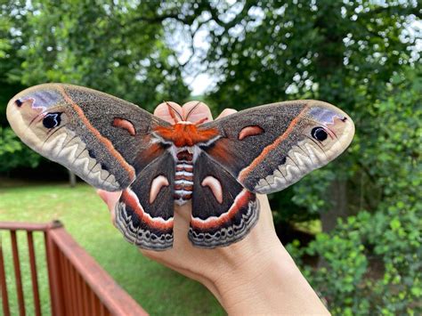 Largest Native Moth in North America: The Cecropia Moth – Detective Gluck