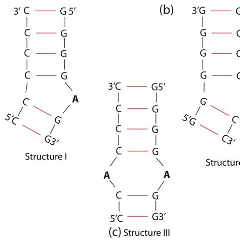 2-dimensional schematics of the double strand RNA structures used in... | Download Scientific ...