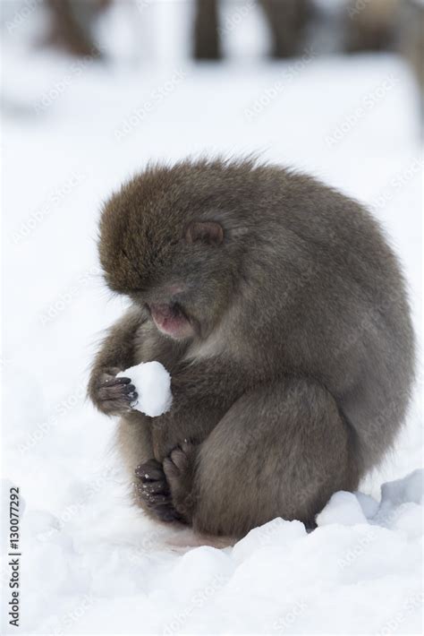 Snow monkey (Macaca fuscata), Japanese macaque, captive, Highland Wildlife Park, Kingussie ...