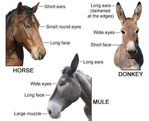 Differences Between Horses, Donkeys, and Mules