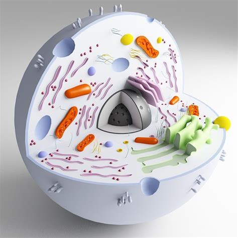 3d 3ds biological cell | Animal cell, Animal cell project, Cell model