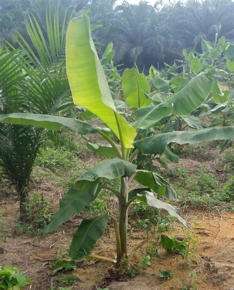 Perbedaan Pisang Raja Nangka Dan Pisang Tanduk - Jenis Pisang Dan Manfaatnya