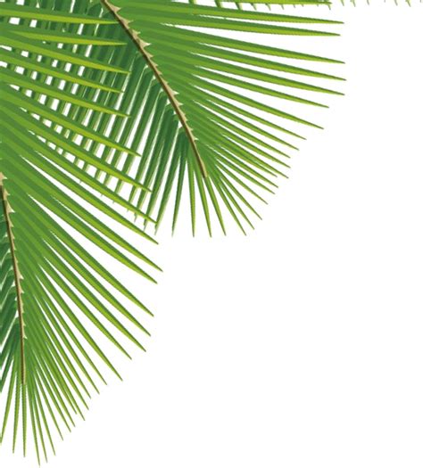 Green Palm Leaves Png Image - Palm Leaves Png - Free Transparent PNG Download - PNGkey