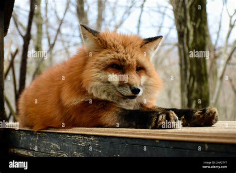 Photo of fox at the fox village in Japan Stock Photo - Alamy