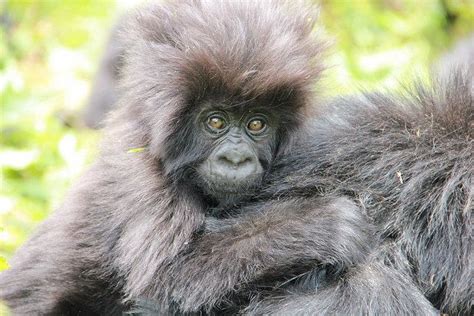 In Photos: Baby Gorilla Naming Ceremony | Live Science