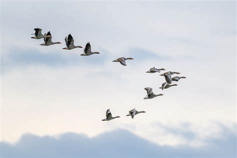 Why Do Birds Fly in a V Formation? The 2 Main Reasons - Optics Mag