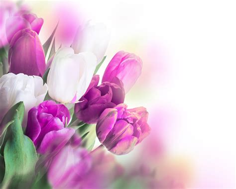 Purple Tulips Wallpapers - Wallpaper Cave