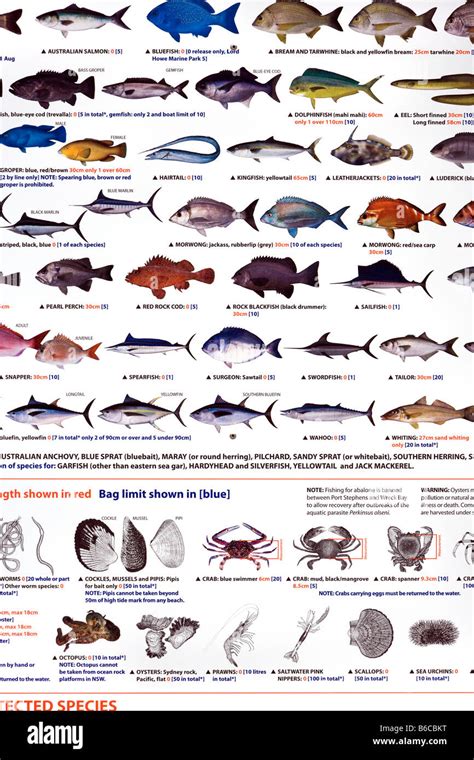 California Saltwater Fish Identification Chart