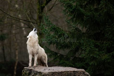 Howling of White Wolf in the Forest Stock Photo - Image of creature, background: 173944206