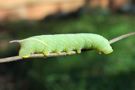 Found a Sphinx Moth Caterpillar in my Garden Yesterday : r/SeattleWA