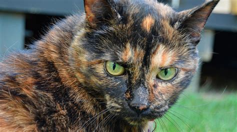 Tortoiseshell Cat | Pet Spotlight | Appearance, Personality & History