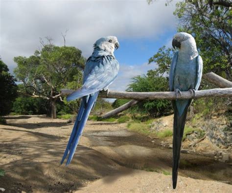 Spix’s Macaw Habitat Purchase and Restoration Project – Parrots ...