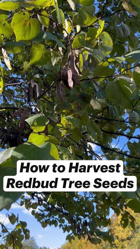 How to Harvest Redbud Tree Seeds | Redbud tree, Tree seeds, Container ...