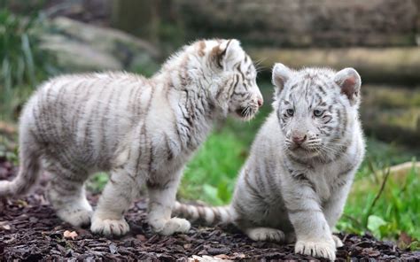 Two albino tigers, animals, white tigers, tiger, baby animals HD wallpaper | Wallpaper Flare