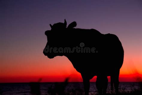 2,693 Silhouette Cow Photos - Free & Royalty-Free Stock Photos from ...