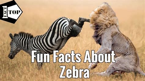 Zebra Facts For Kids Printable