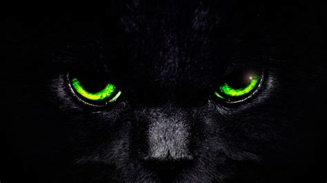 Animal Eyes Wallpaper 4k | Best Wallpaper HD