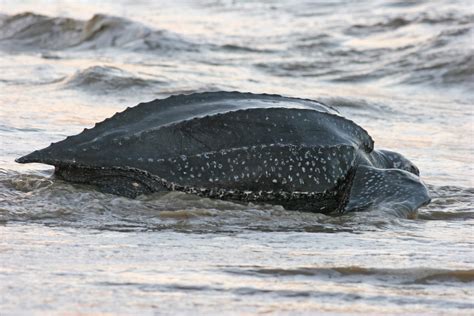 Pacific Leatherback Sea Turtle Day is Almost Here! | Turtle Island Restoration Network