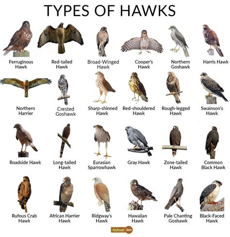 Hawk Facts, Types, Reproduction, Diet, Classification, Pictures