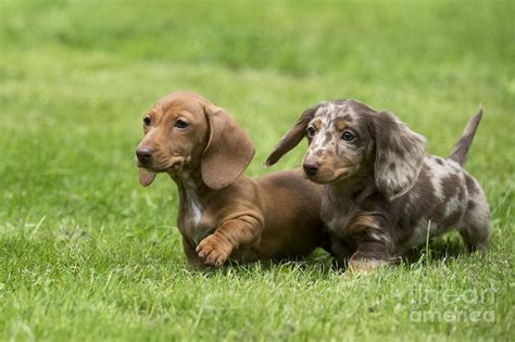 Short-haired Dachshund Puppies Photograph by John Daniels