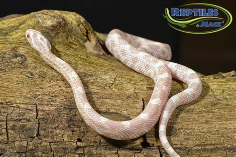 Corn Snake Care Sheet – Reptiles by Mack