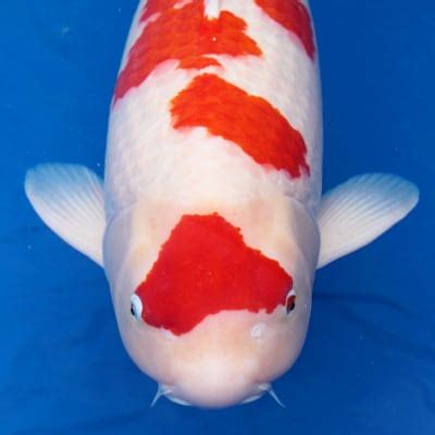 List of Koi Carp Breeds, Types & Varieties 2023 [Updated] - Pond Informer