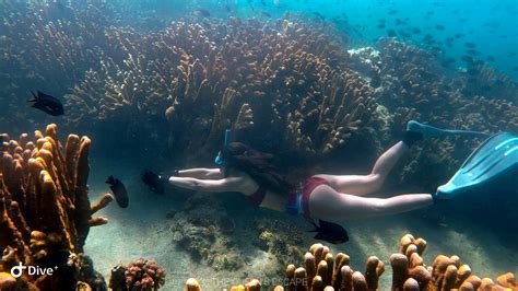 Best Diving Spots in Batangas - The Queen's Escape